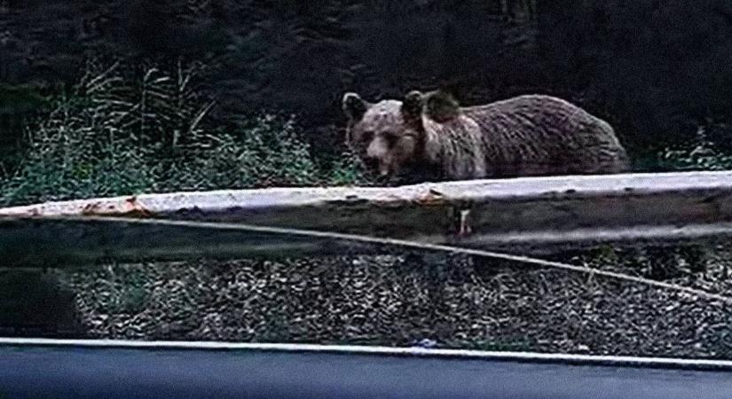 Aggasztó hírek érkeztek Nógrád vármegyéből: medvét videóztak Cerednél