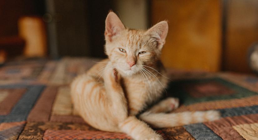 A macskák korpája súlyos betegségeket is jelezhet előre