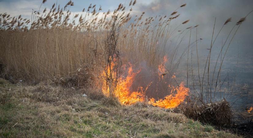 Kigyulladt a nádas a Vértói út közelében