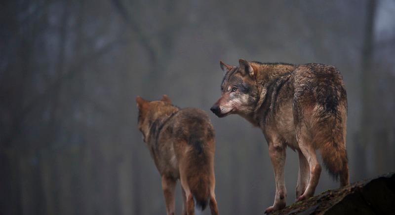 Farkastámadás veszélyére figyelmeztettek a holland hatóságok egy Utrecht tartománybeli erdő környékén