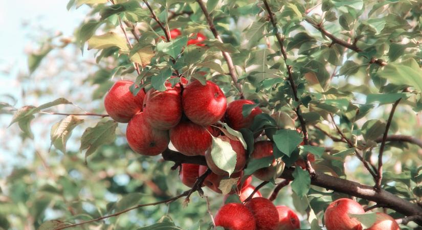 Nem mindegy milyen rostforrást választunk: az almapektin különleges tulajdonságai