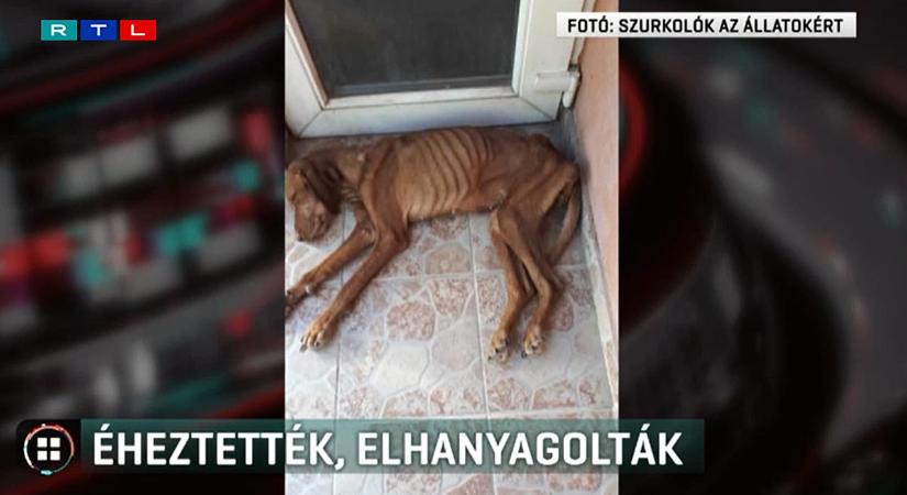 11 kilóra fogyott, csontsovány kutyát mentettek ki egy családtól az állatvédők