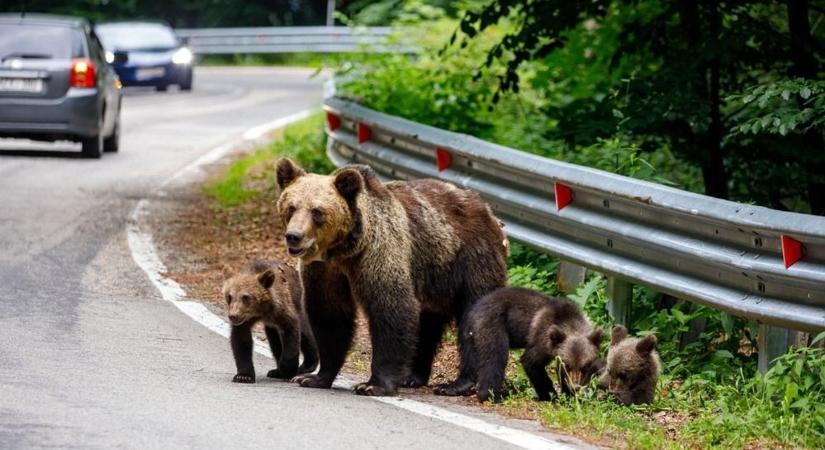 Ha jön a medve: a román lap tanácsai, városi bocsos találkozós videóval