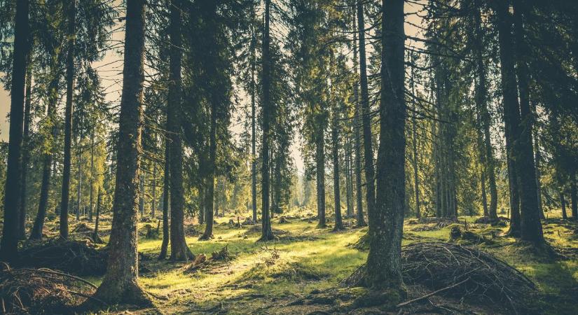 Fához láncolva találtak egy sikoltozó nőre az erdőben: itt vannak a rejtélyes ügy részletei - sokkoló videó