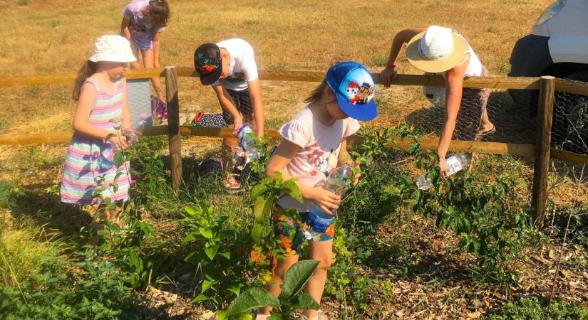 10 millió Fa: életbevágó, hogy mindenki locsoljon fákat