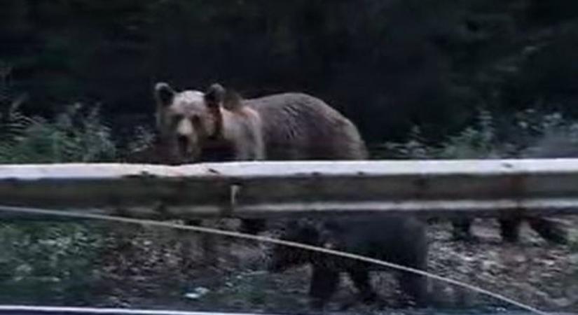 Átverés lehetett a ceredi medvés videó