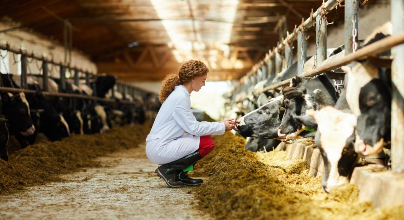 Óriási segítséget kapnak a tejtermelő gazdaságok: ilyen még nem volt
