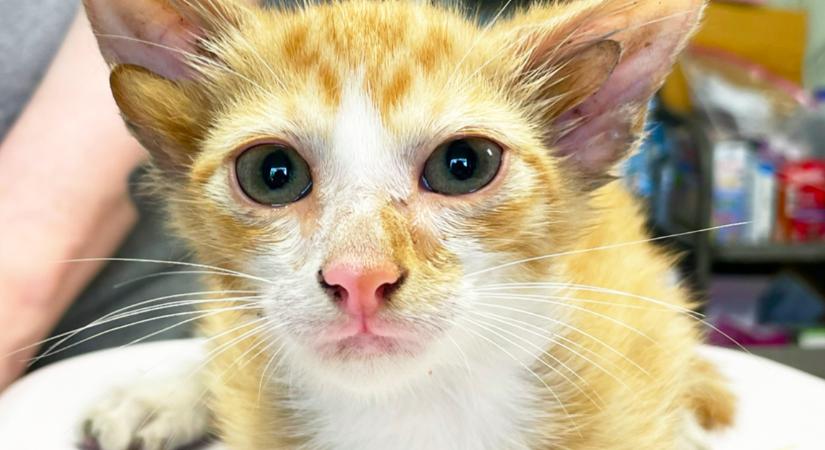 Négyfülű macskára bukkantak egy menhelyen: ezek a képek jönnek szembe a Facebookon - Fotók