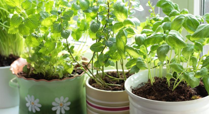 Tippek, ha cserépbe ültetnél fűszernövényeket