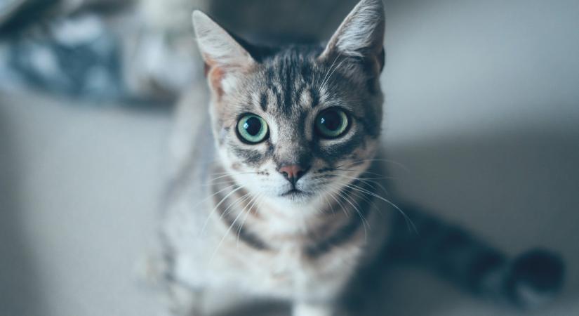 Ez a világ 6 legritkább macskafajtája: alig pár száz él belőlük