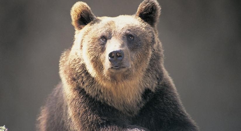 Kamu lehet a nógrádi medvéről készült videó, ami bejárta az internetet