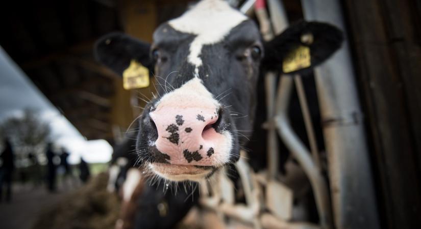 Takarmányozással ellensúlyozható a nyári tejzsírcsökkenés