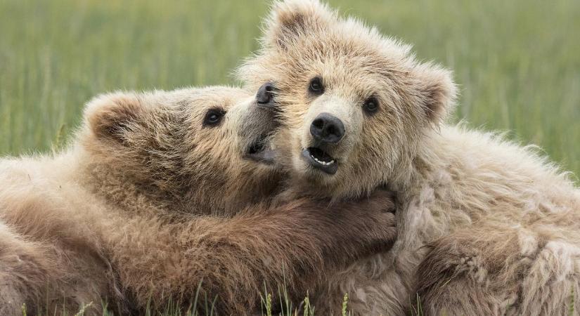 Kamu lehet a nógrádi medvés videó