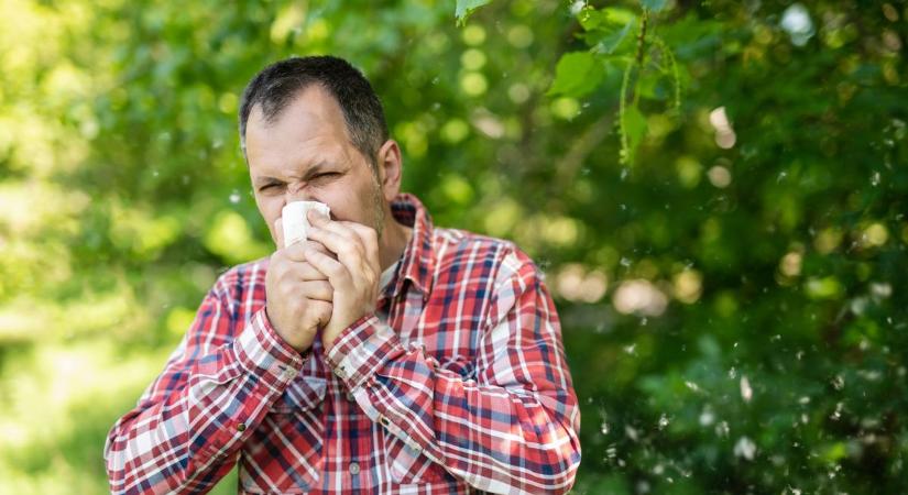 Erősödik a parlagfű pollenszórása, a magas szintet is elérheti