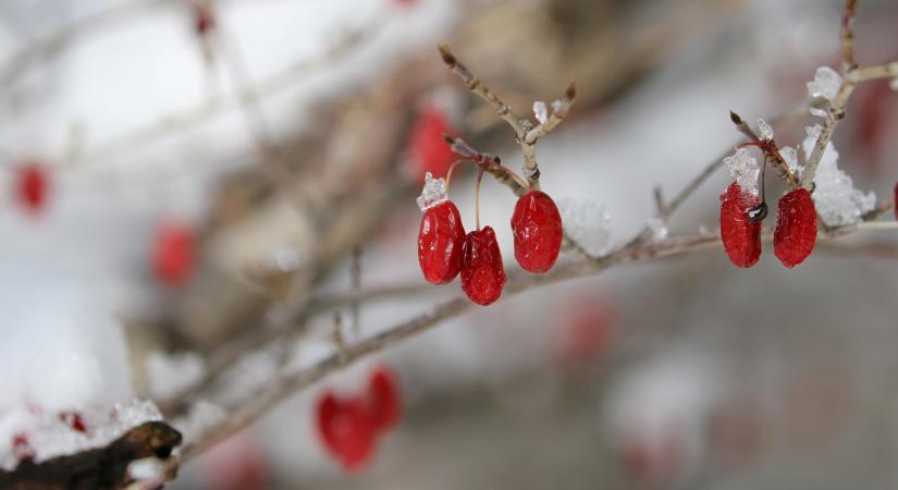 Goji bogyó: a fehérjében és vitaminokban gazdag csodabogyó