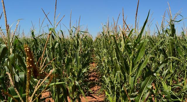 Aszályos időjárás ellenére hazai igényekre elegendő kukoricatermés várható