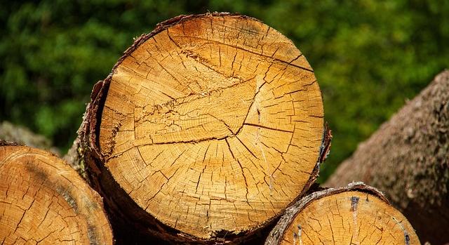 Erdészeti támogatások és a magánerdőgazdálkodás kihívásai