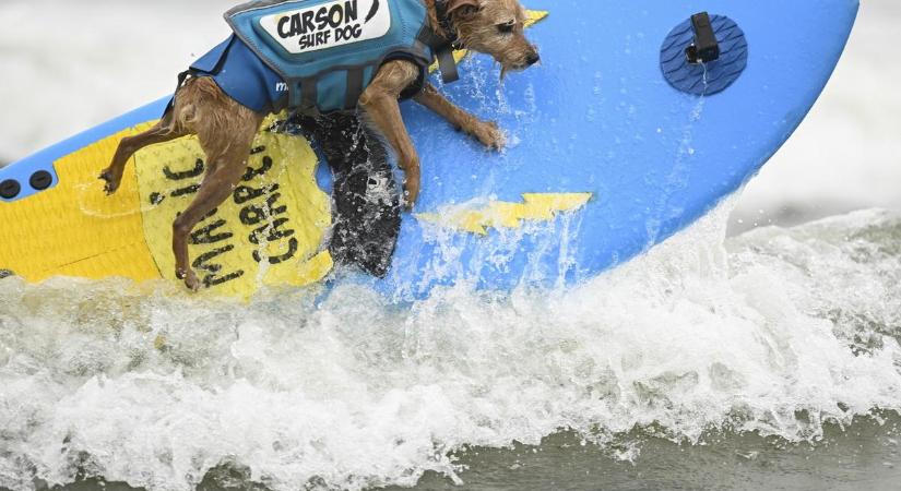 Gondolta volna, hogy létezik kutyaszörf-világbajnokság? Nézze meg a négylábú hullámlovagokat! – fotók