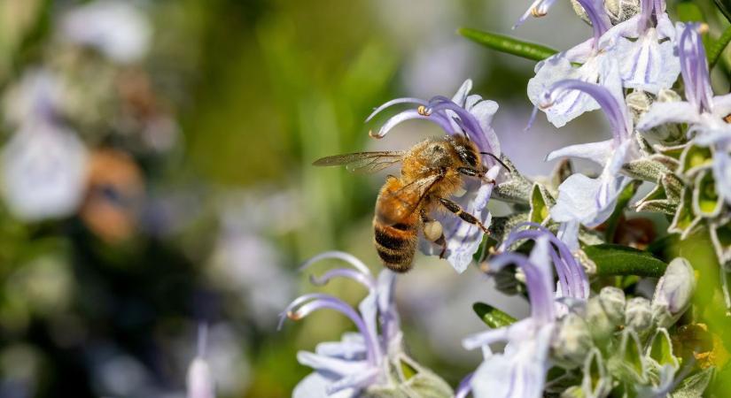 A rovarölőszerek hatására kevésbé találnak rá a virágokra a méhek