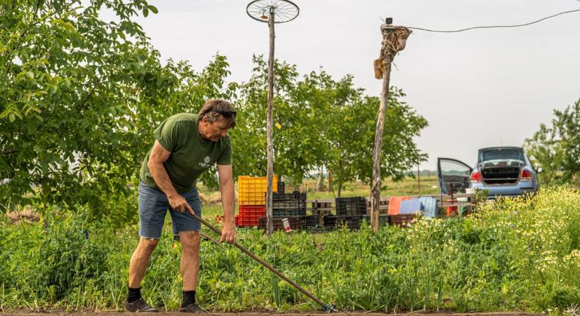 Vegyszermentes, olcsóbb, és házhoz jön: ugrásszerűen terjed a kosárközösségi modell