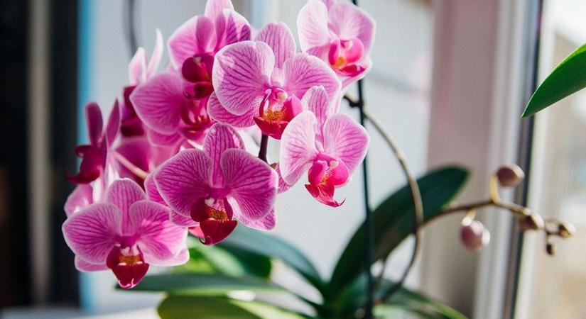 Megégett az orchidea levele? Kertész árulta el, hogyan mentheted meg