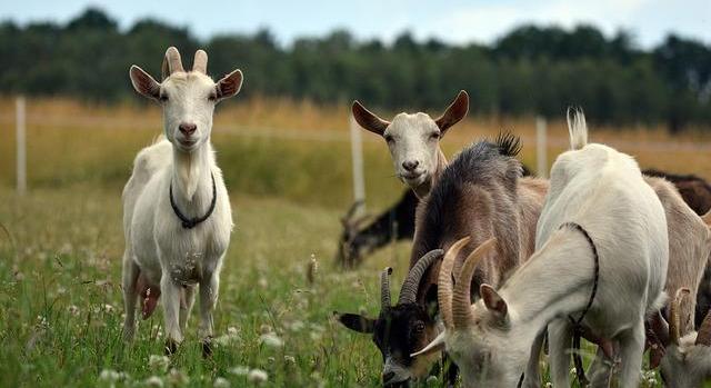 Kiskérődzők pestise járvány terjed Európában