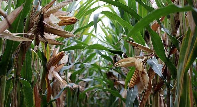 Előzetes becslések szerint elég lesz a kukorica a hazai igényekre