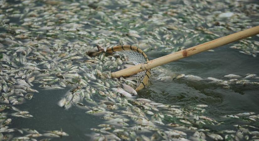 Ökológiai katasztrófa fenyegeti Magyarország tavait: a kánikula miatt megfulladhatnak a halak