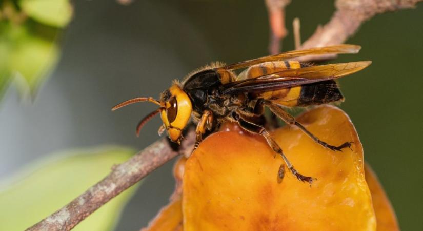 Hogyan védekeznek az indiai méhek a lódarázs ellen?