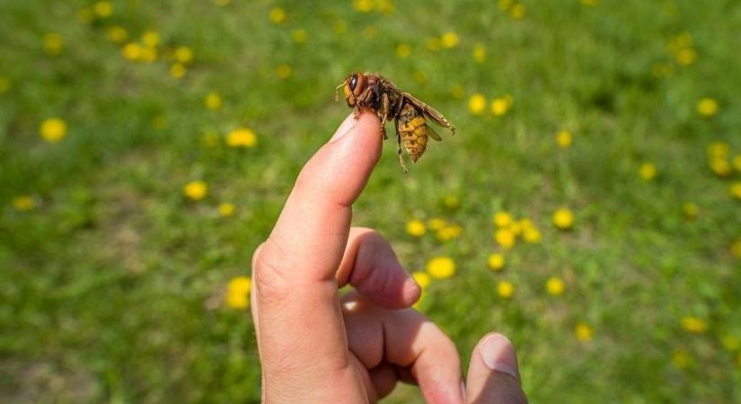 A darazsak elszaporodásának ideje augusztus