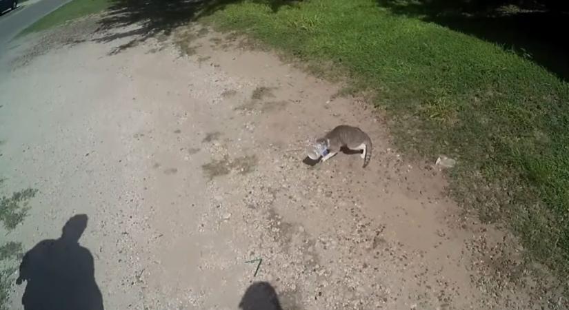 Rendőrök mentettek meg egy macskát, aminek egy befőttesüvegbe szorult a feje – videón a texasi hőstett