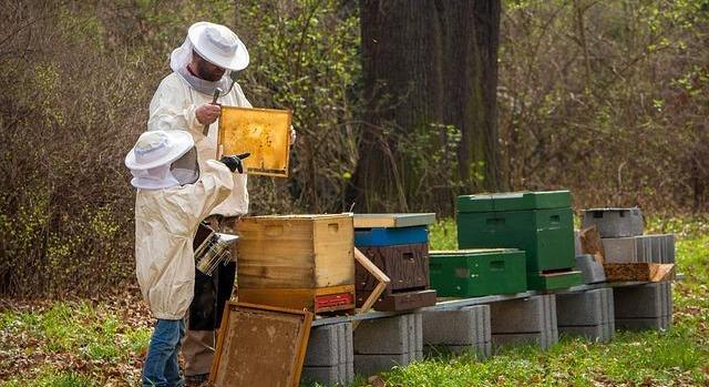 AM: tisztességes versenyfeltételekért küzdünk uniós szinten a magyar méhészeknek