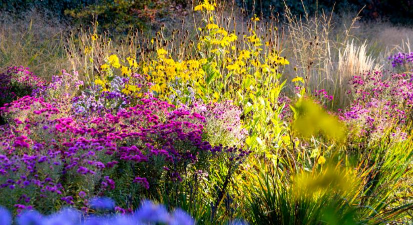 Ősszel nyíló virágok – Hiszen a gyönyörű kert nem ér véget a nyárral