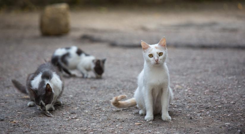 Kiáll az orosz alkotmánybíróság a kóbor állatokért: életek millióit menthetik meg