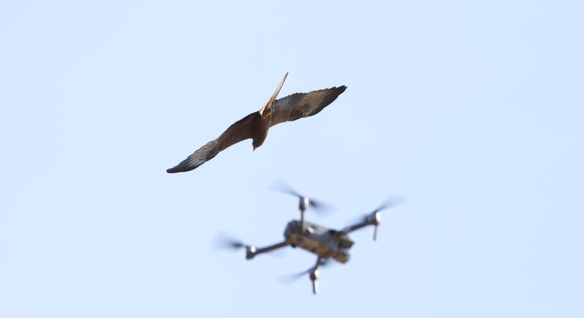 Drónokra támadnak a tojásaikat féltő madarak New York partjainál