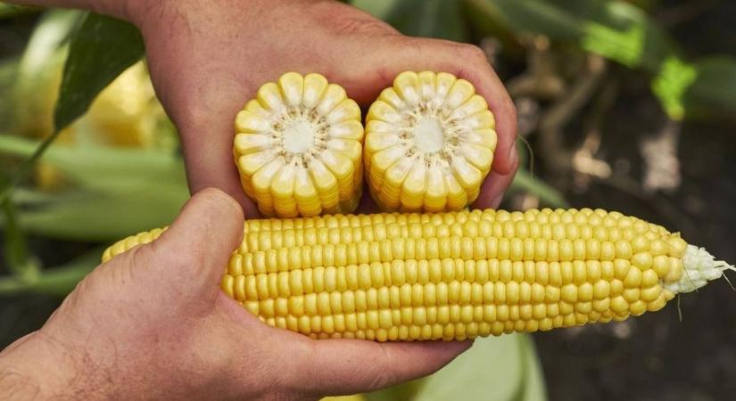 AM: előzetes becslések szerint elég lesz a kukorica a hazai igényekre