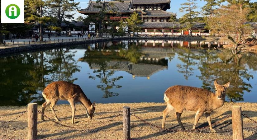 Japán szent szarvasai újabb hihetetlen dolgot művelnek