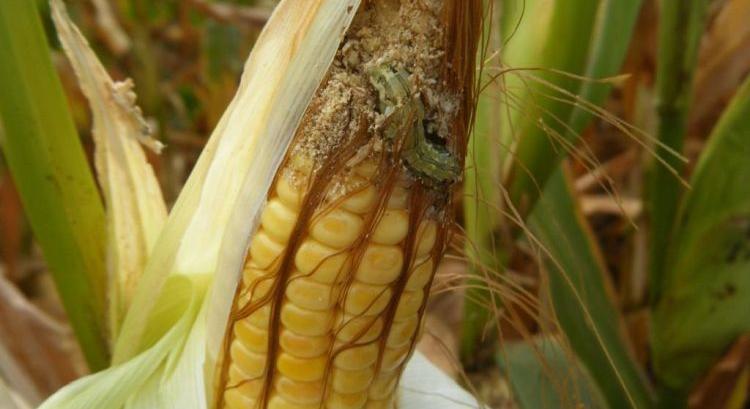 A 2022. évinél is aflatoxinosabb lesz a kukorica