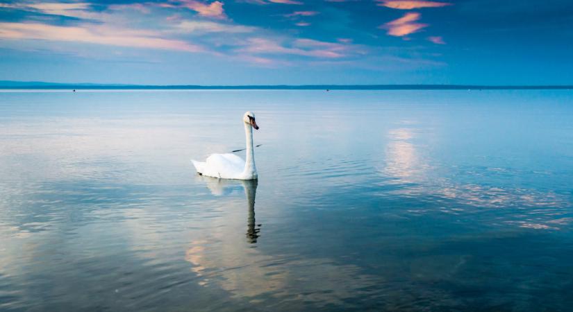 Ilyenre is ritkán van példa: különleges hal jelent meg a Balatonnál