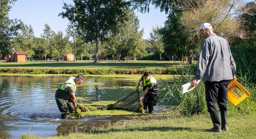 Ilyen az ivadékhelyzet a Tisza-tavon