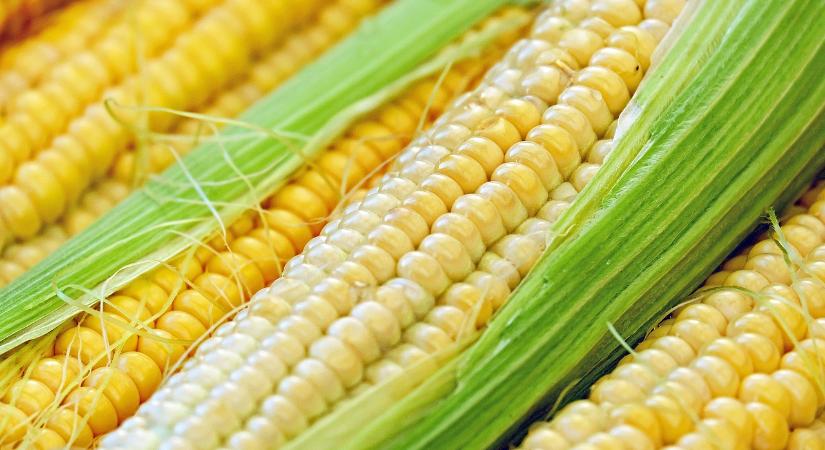 Az idei kukorica kielégíti a hazai igényeket