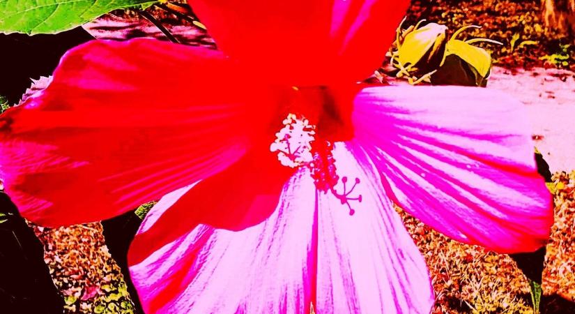 Virágzik a mocsári liliom
