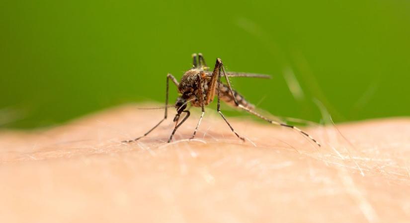 Jó hír: több Bács-Kiskun vármegyei településen is szúnyoggyérítés lesz a héten