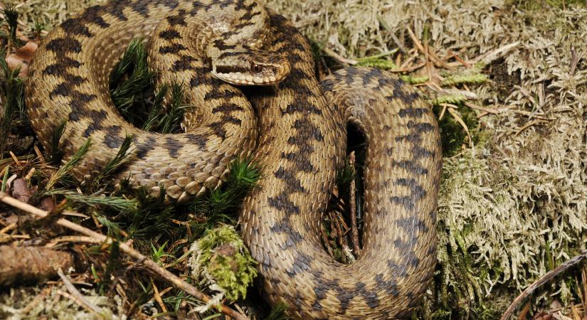 Magyar túrázót mart meg egy vipera a Magas-Tátrában