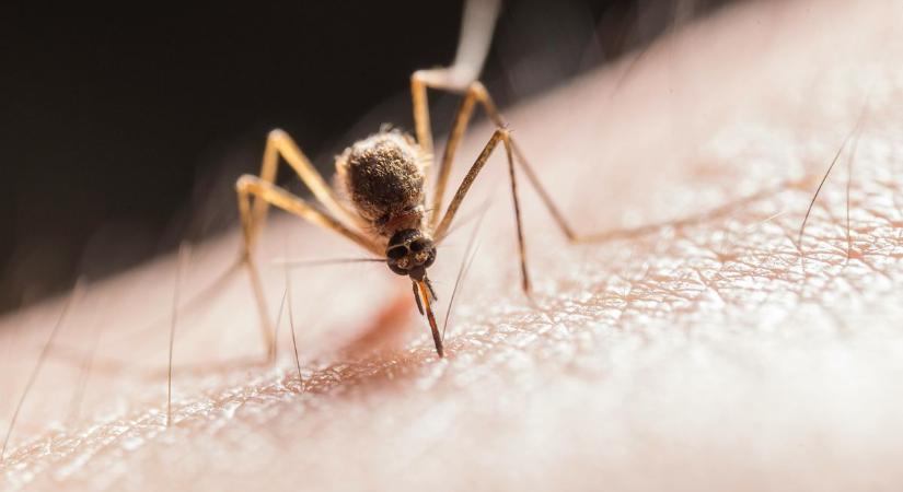 Már csak a Dunántúlon van szükség szúnyoggyérítésre