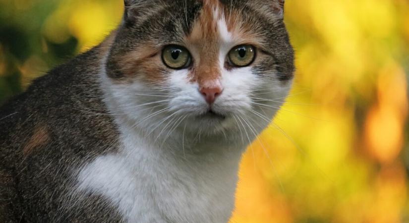 Nébih: a macskáknak szánt élősködők elleni készítmények többsége megfelelt a vizsgálatokon