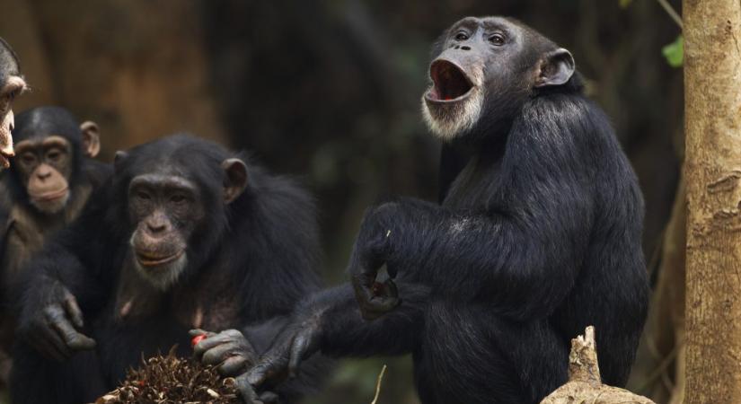 Képesek lehetnek a beszédre a csimpánzok