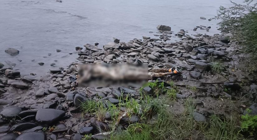 Újabb férfi holttestére bukkantak a Tiszában