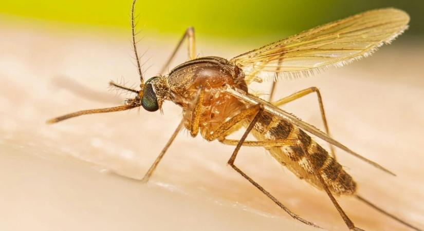 Olaszország a nyugat-nílusi láz új esetéről számolt be: szúnyogok terjesztik!