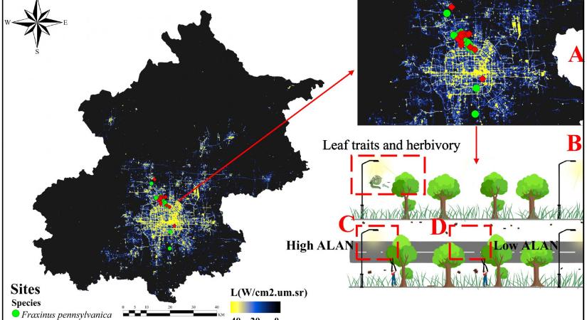 Az utcai világítás „megkeményíti” a fák leveleit, tovább csökkentve ezzel biodiverzitást